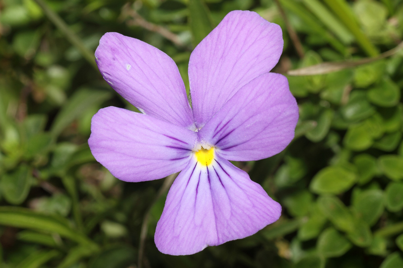 Viola bertolonii / Viola di Bertoloni